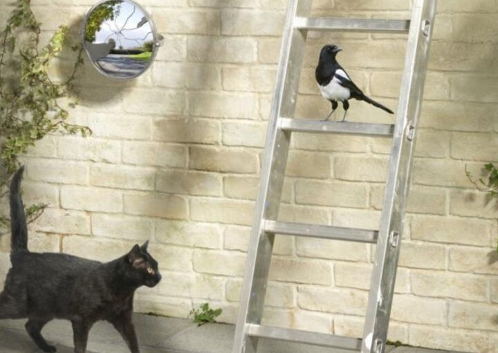 OKB Türleri 9: Batıl İnançlar veya Uğurlu Sayı ve Renkler 1 9. Batıl İnançlar veya Uğurlu Sayı ve Renkler